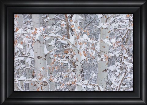 Framed Winter Aspens Closeup Print