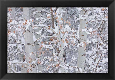 Framed Winter Aspens Closeup Print