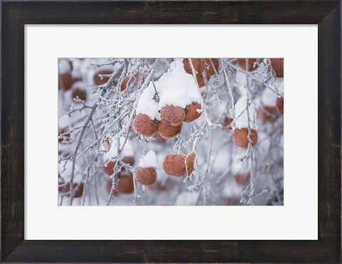 Framed Orchard in Winter Print