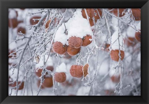 Framed Orchard in Winter Print