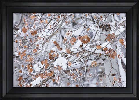 Framed Grove of Aspen Trees Print