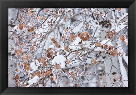 Framed Grove of Aspen Trees Print