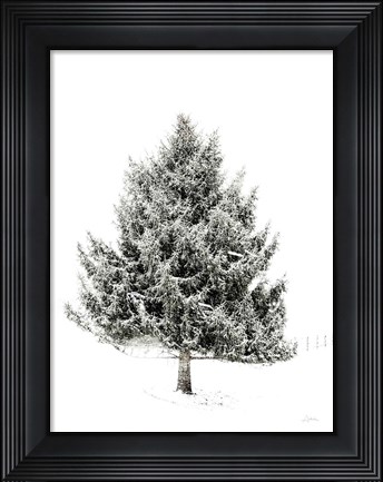 Framed Lone Pine Print