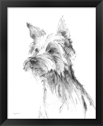 Framed Yorkshire Terrier Sketch Print