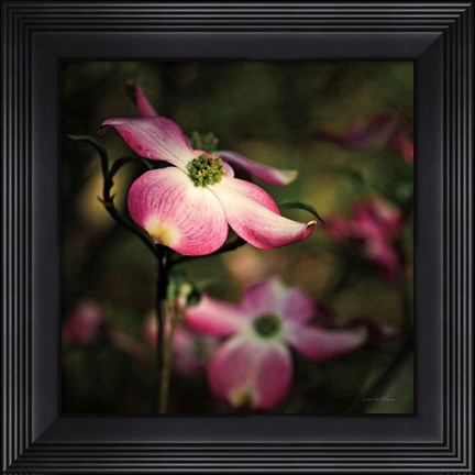 Framed Pink Dogwood II Print