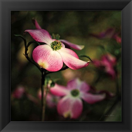 Framed Pink Dogwood II Print