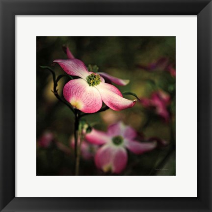 Framed Pink Dogwood II Print