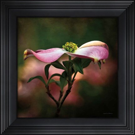 Framed Pink Dogwood I Print