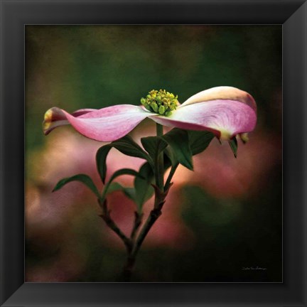 Framed Pink Dogwood I Print