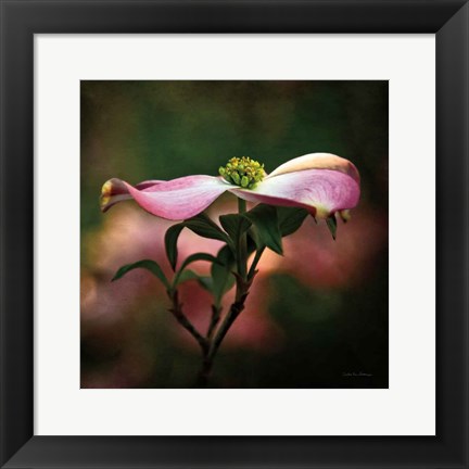 Framed Pink Dogwood I Print