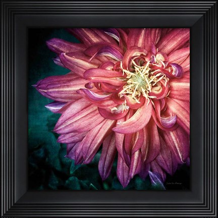Framed Dahlia II Print