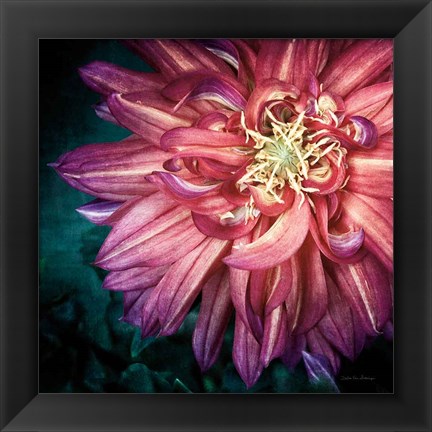 Framed Dahlia II Print