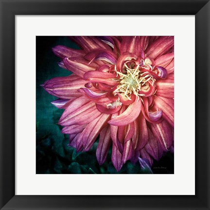 Framed Dahlia II Print