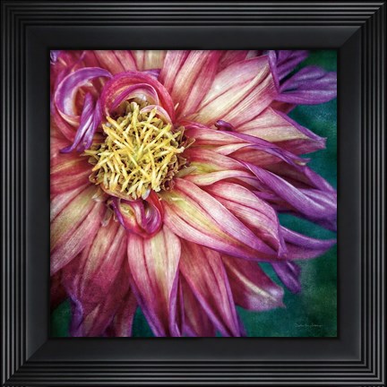 Framed Dahlia I Print