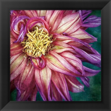 Framed Dahlia I Print