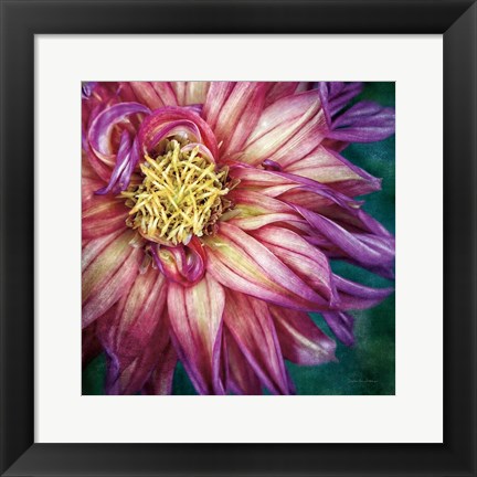 Framed Dahlia I Print