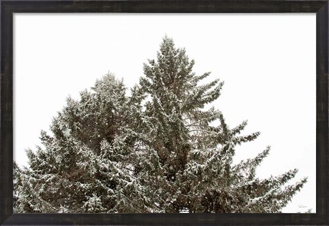 Framed Snow on Treetops Print