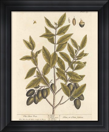 Framed Olive Branch II Print