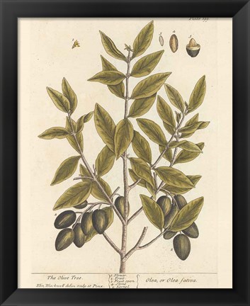 Framed Olive Branch II Print