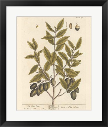 Framed Olive Branch II Print