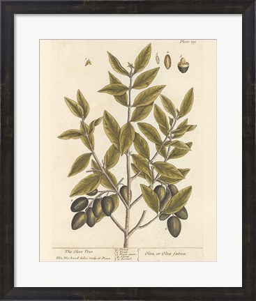 Framed Olive Branch II Print