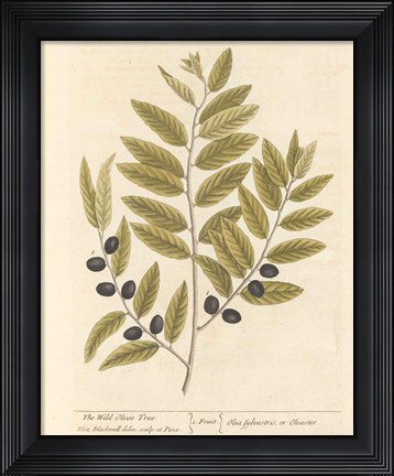 Framed Olive Branch I Print