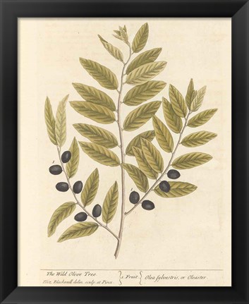 Framed Olive Branch I Print