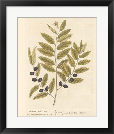 Framed Olive Branch I Print