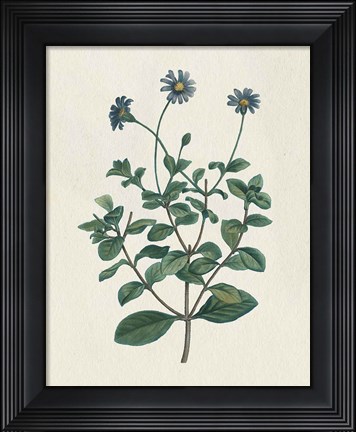 Framed Victorian Garden Flowers IV Print