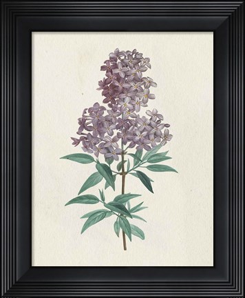 Framed Victorian Garden Flowers III Print