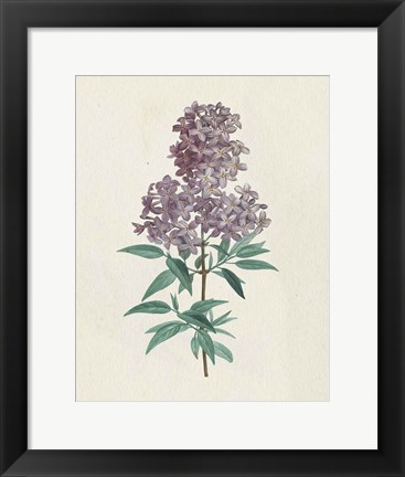 Framed Victorian Garden Flowers III Print