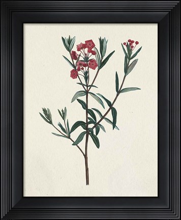 Framed Victorian Garden Flowers II Print