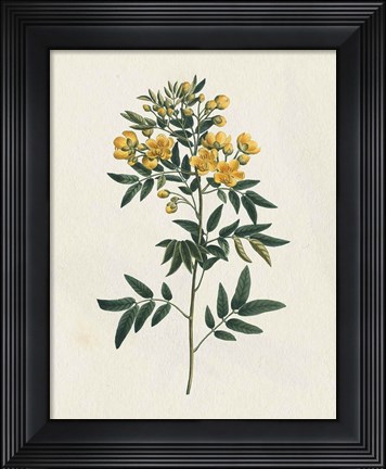 Framed Victorian Garden Flowers I Print