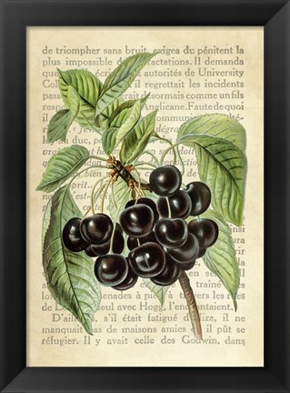 Framed Cherries, After J. Wright Print