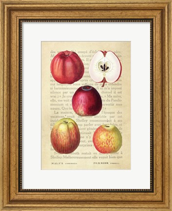 Framed Apple, After Redoute Print