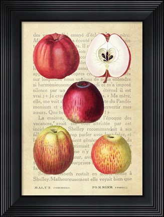 Framed Apple, After Redoute Print