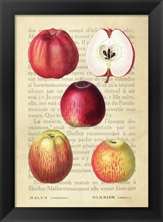 Framed Apple, After Redoute Print