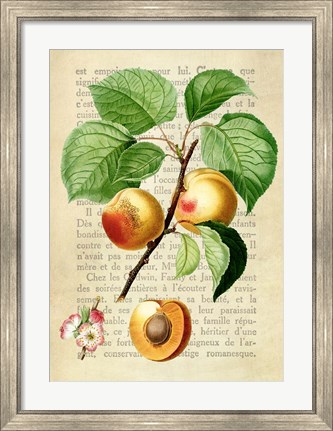 Framed Apricot, After Redoute Print