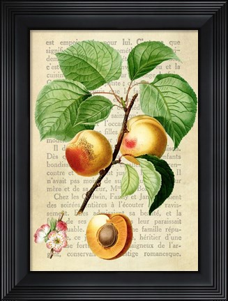 Framed Apricot, After Redoute Print