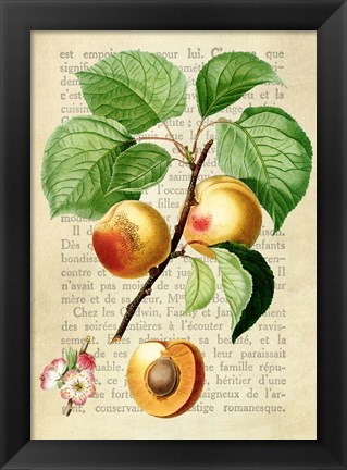 Framed Apricot, After Redoute Print