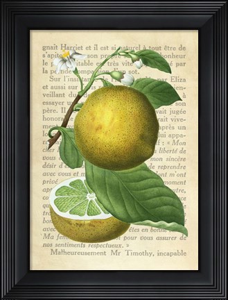 Framed Grapefruit, After Redoute Print