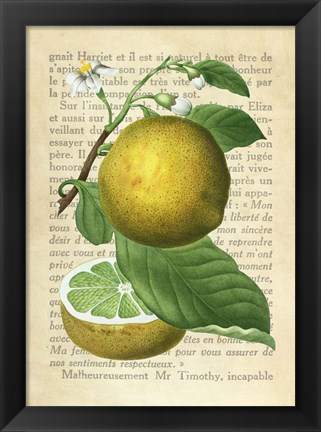 Framed Grapefruit, After Redoute Print