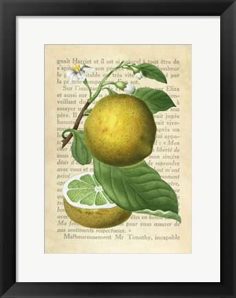 Framed Grapefruit, After Redoute Print