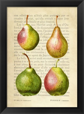 Framed Pears, After Redoute Print