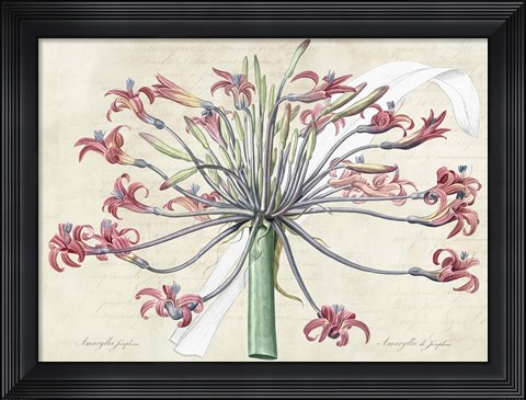Framed Josephine&#39;s Lily, After Redoute Print