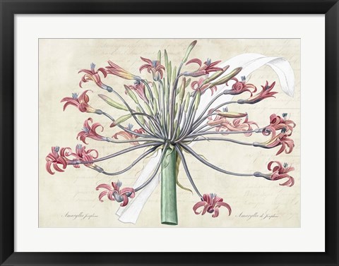 Framed Josephine&#39;s Lily, After Redoute Print
