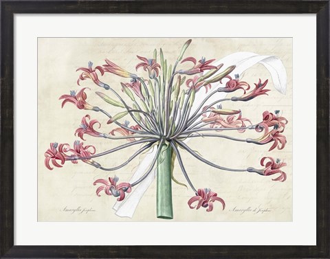 Framed Josephine&#39;s Lily, After Redoute Print