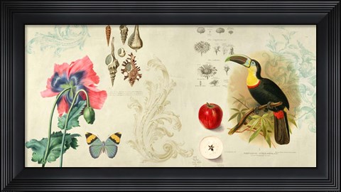 Framed Cabinet of Curiosities II Print