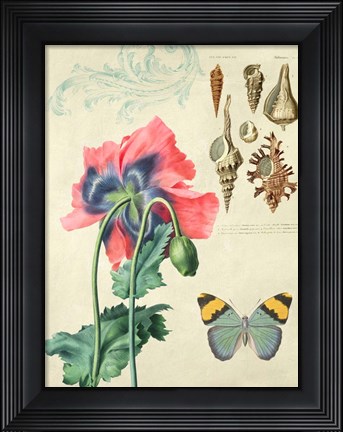 Framed Cabinet of Curiosities 3 Print