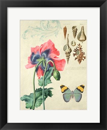 Framed Cabinet of Curiosities 3 Print